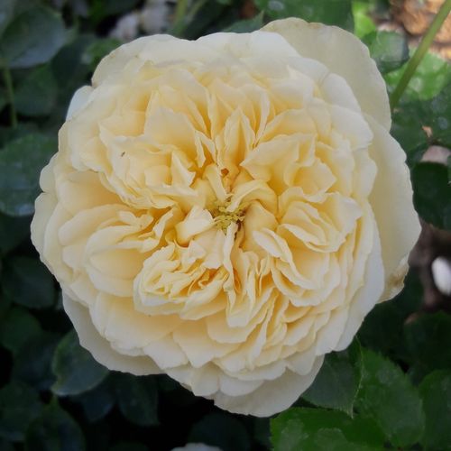 Vendita, rose rose floribunde - giallo - Rosa Lemon™ - rosa intensamente profumata - PhenoGeno Roses - ,-